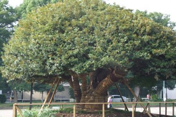 <p>Beautiful trees</p>