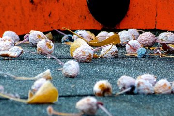 <p>Ginko nuts that have dropped onto the red bridge</p>