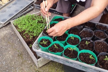 <p>Planting tomatoes</p>