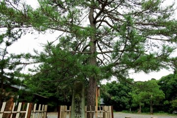 <p>This is the historical pine tree that the head priest Kehi Ujiharu used to hang the shrine flag praying for victory in the coming battle with Ashikaga armies. Actually, this is the second generation, and the original pine tree, with only its roots remaining, is standing beside it</p>