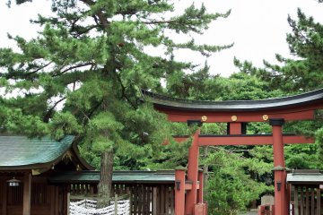 <p>Inner torii gate to the main hall, and pine trees</p>