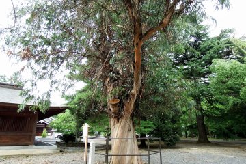 <p>Tsuruga city's natural monument, an eucalyptus tree. This tree grows in warm climate and it's rare that it grows in a cold climate like Tsuruga in the&nbsp;Hokuriku region</p>