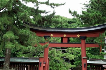 <p>Inner torii gate to the prayer hall. The contrast of green pine trees and red torii is beautiful</p>