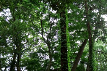 <p>Ivy-covered trees inside shrine grounds</p>