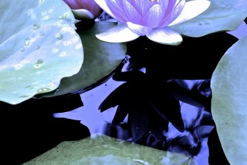 <p>Soft violet Water Lilies at Ashikaga Flower Park</p>