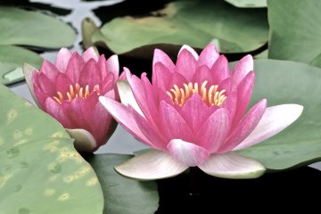 아시카가 플라워 파크 : 수련