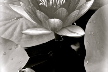 <p>Portrait of a Water Lilly in B&amp;W&nbsp;at Ashikaga Flower Park</p>