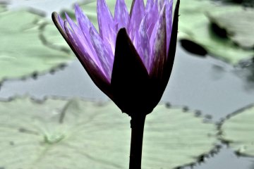 <p>Close up on a violet Water Lilly&nbsp;at Ashikaga Flower Park</p>