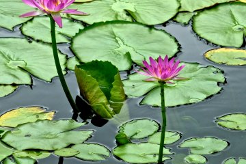 <p>Two pink Water Lilies and beautiful green leaves covering the pond&nbsp;at Ashikaga Flower Park</p>