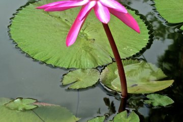 <p>Close up on a deep pink Water Lilly&nbsp;at Ashikaga Flower Park</p>