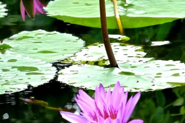 <p>A few violet Water Lilies in different stages of growth&nbsp;at Ashikaga Flower Park</p>