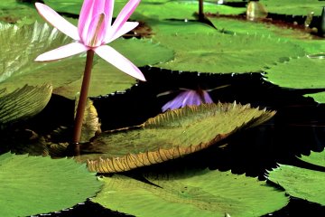 <p>Two pink Water Lilies standing over green leaves&nbsp;at Ashikaga Flower Park</p>