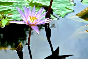 <p>Water Lilies and reflection&nbsp;at Ashikaga Flower Park</p>