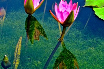 <p>Water Lilies, leaves, reflection, and grass at the bottom of the clear pond water&nbsp;at Ashikaga Flower Park</p>
