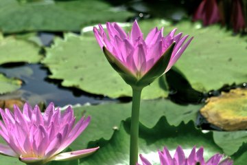 <p>Four beautiful Water Lilies&nbsp;at Ashikaga Flower Park</p>
