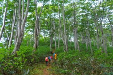 Taking a nature hike through the forest