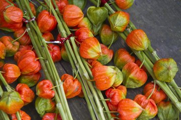 <p>This is&nbsp;hōzuki, known as Japanese lantern in English (Physalis alkekengi), a decorative plant</p>