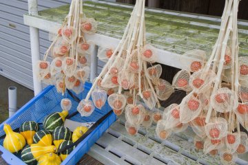 <p>The orange papery covering of the hōzuki&nbsp;fruit dries out to become diaphanous</p>