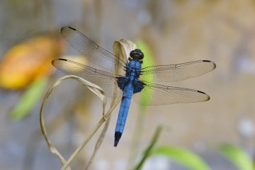 <p>Dragonflies abound in summer; this is a male Orthetrum&nbsp;melania (ooshiokara tombo)</p>