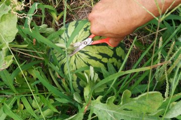 <p>Selecting a ripe watermelon</p>