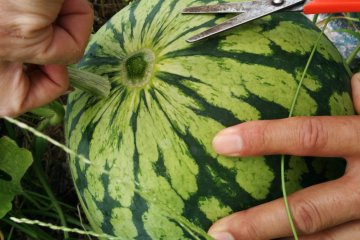 <p>Selecting a ripe watermelon</p>