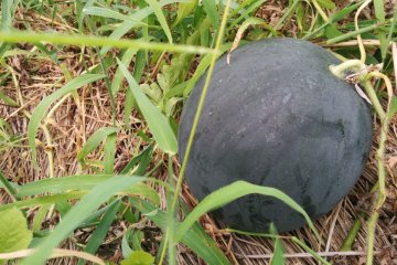 <p>Black watermelon</p>