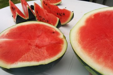 <p>Comparing watermelons</p>