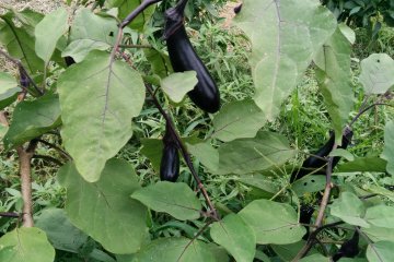 <p>Exploring Okui-san's allotment: Eggplant</p>
