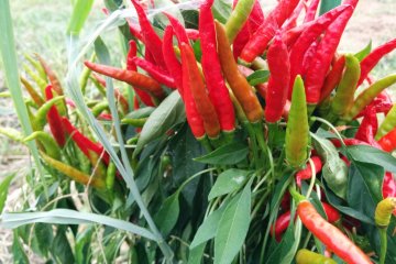 <p>Chili / togarashi</p>