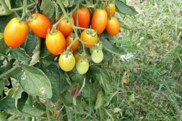 <p>Tomatoes</p>