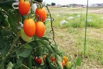 <p>Tomatoes</p>