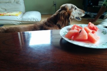 <p>Okui-san's dog is also a watermelon fan!</p>