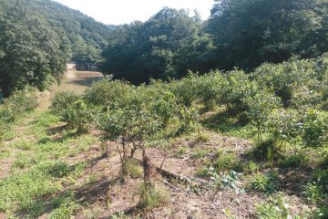 <p>Rows and rows of delicious blueberries!</p>