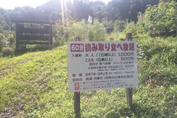 <p>1000 yen for a one hour all you can eat blueberry fest (500 for children)</p>