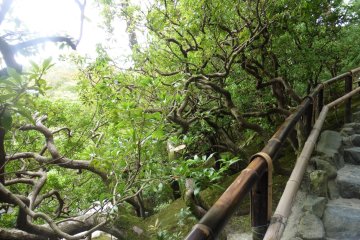 <p>Certains arbres ont des branches aux formes &eacute;tonnantes</p>