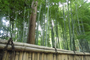 <p>Le chemin passe par une petite for&ecirc;t de bambous</p>