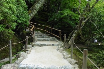 <p>Tout le long du chemin vers le sommet, on retrouve ce contraste entre le blanc du sol et le vert de la v&eacute;g&eacute;tation</p>