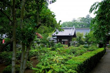 <p>Hedges grow beside the path</p>