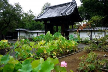 <p>Lotus in pots</p>