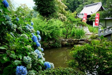 <p>Hydrangeas by the pond</p>