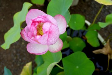 <p>Raindrops glisten on a pink lotus flower</p>