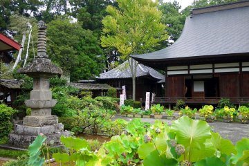 <p>There were more lotus seed heads than blooms in mid-August</p>