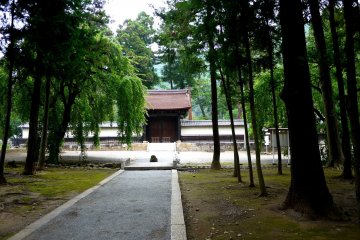 <p>The path from the entrance had many tall straight trees on either side.</p>