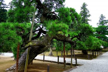 <p>I was struck by the beautiful pine trees growing here and at other temples in Koshu.</p>