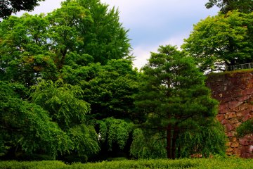 <p>Masses of greenery in the middle of the city</p>