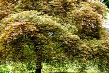 <p>The trees here are spectacular- some of the leaves are so fine they look almost like feathers</p>