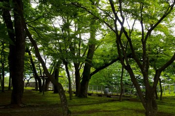 <p>Sit at a bench under a canopy of trees</p>