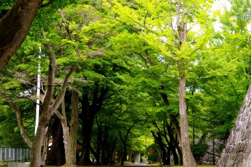 <p>Corridors of trees seem to stretch on forever</p>