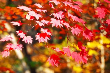 <p>Autumn in the Nasu&nbsp;Highlands is a truly magnificent time, with wonderful drives through the Nasu mountains, cable cars and leisurely walks&nbsp;through the daily changing color</p>