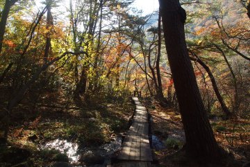 <p>Lots of boardwalks make it easier to cross some of the rougher or marshy areas</p>